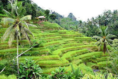 Dolu Dolu Kuala Lumpur & Singapur & Bali Turu Rotası V2