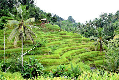 ELEGANT BALİ Türk Hava Yolları ile 5 Gece