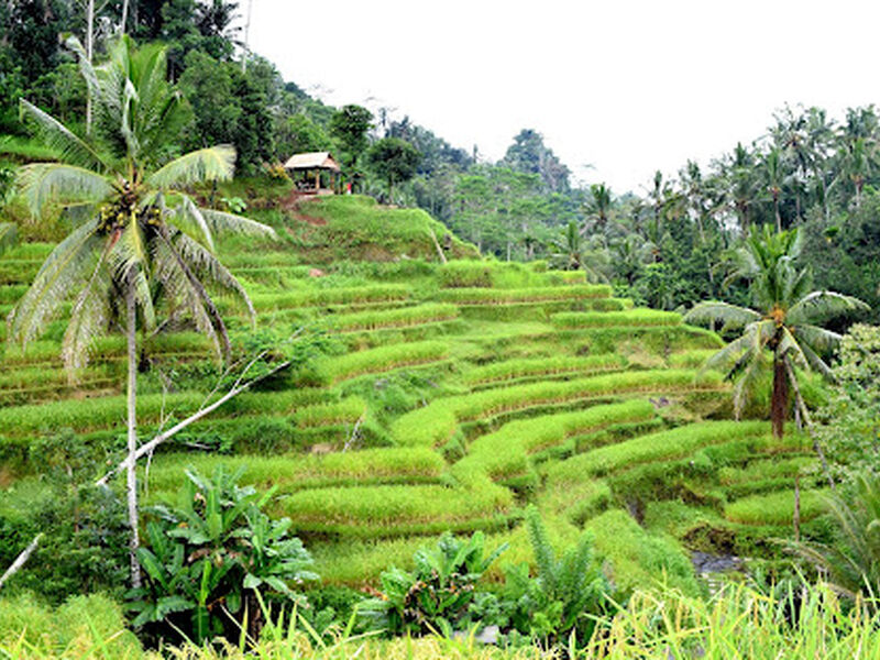 Dolu Dolu Kuala Lumpur & Singapur & Bali Turu Rotası V2