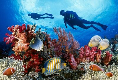 Pegasus İle Ankara Hareketli Sharm El Sheikh Turu 4 Gece (380)