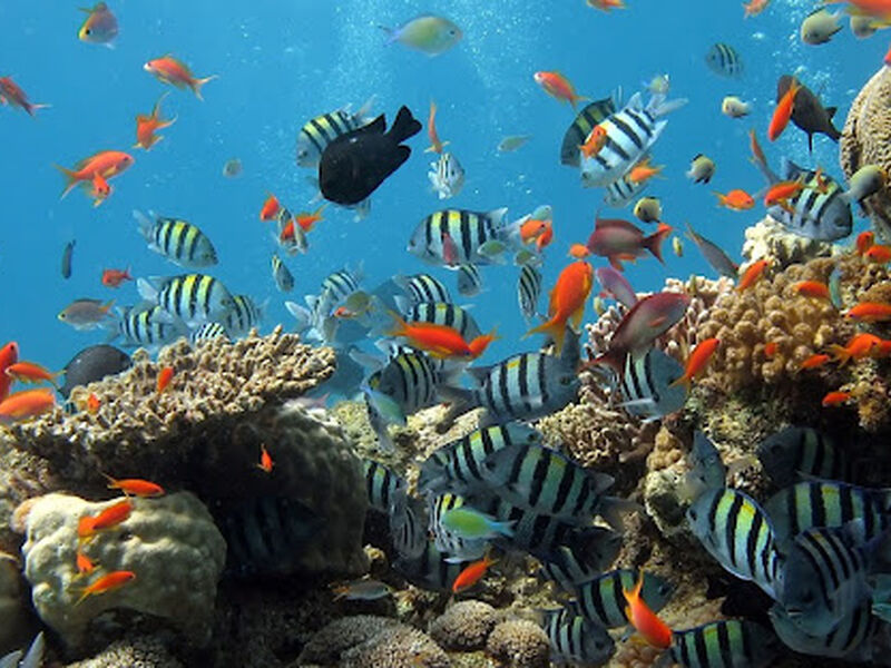 MAXI HER ŞEY DAHİL  SHARM EL SHEIKH TURU Pegasus Havayolları ile 4 gece