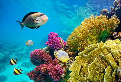 KAHİRE & SHARM EL SHEIKH TURU Pegasus Havayolları ile 5 gece 2026 KIŞ - SÖMESTRE VE RAMAZAN BAYRAMI