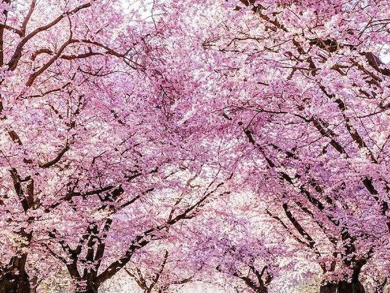 ELEGANT JAPONYA Türk Hava Yolları ile 7 Gece (KIX-NRT)