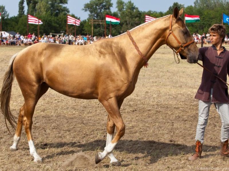 TURAN KURULTAYI 2026 THY İle