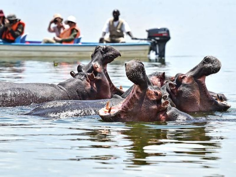 ELEGANT KENYA BÜYÜK GÖÇ - 6 Gece - Thy (NBO-NBO)