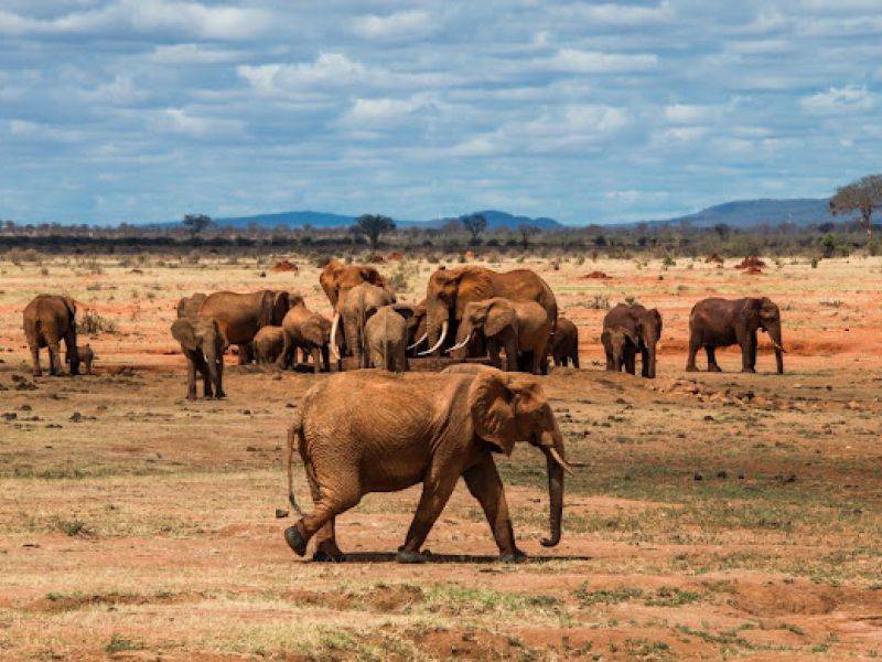 ELEGANT KENYA & TANZANYA BÜYÜK GÖÇ - 9 Gece - Thy (NBO-ZNZ)