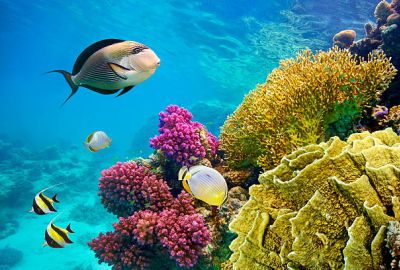 ADANA’DAN KAHİRE & SHARM EL SHEIKH TURU Air Cairo Havayolları Özel Seferi ile 4 gece