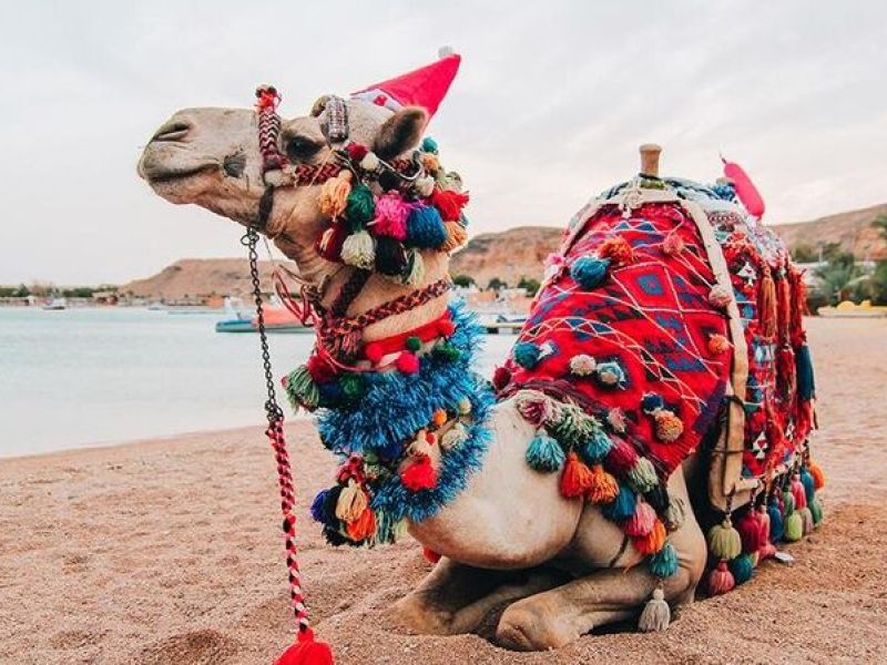 Pegasus İle Ankara Hareketli Kızıldeniz Rüyası; Prestij Sharm El Sheikh Turu 3 Gece