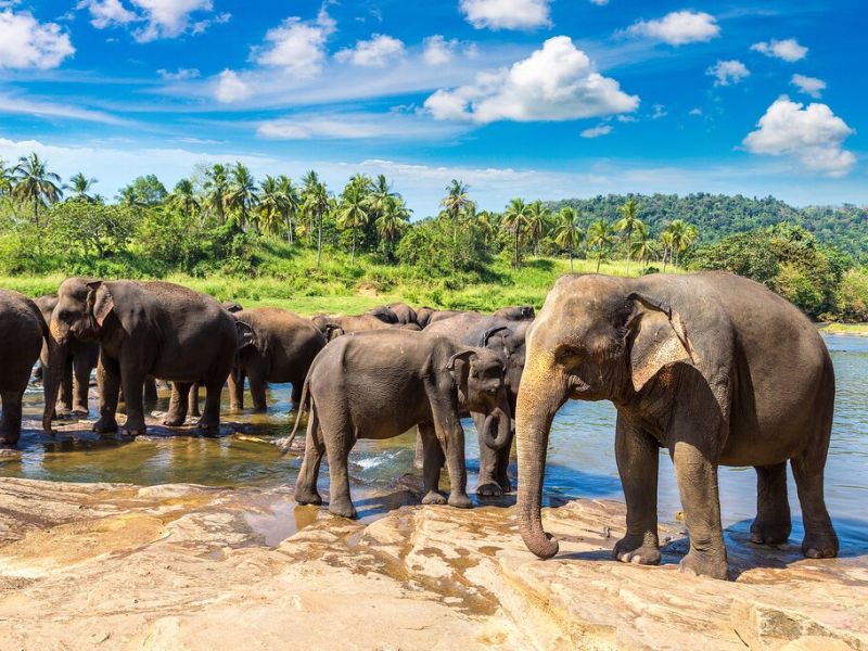 ELEGANT SRI LANKA Air Arabia Hava Yolları ile 5 Gece