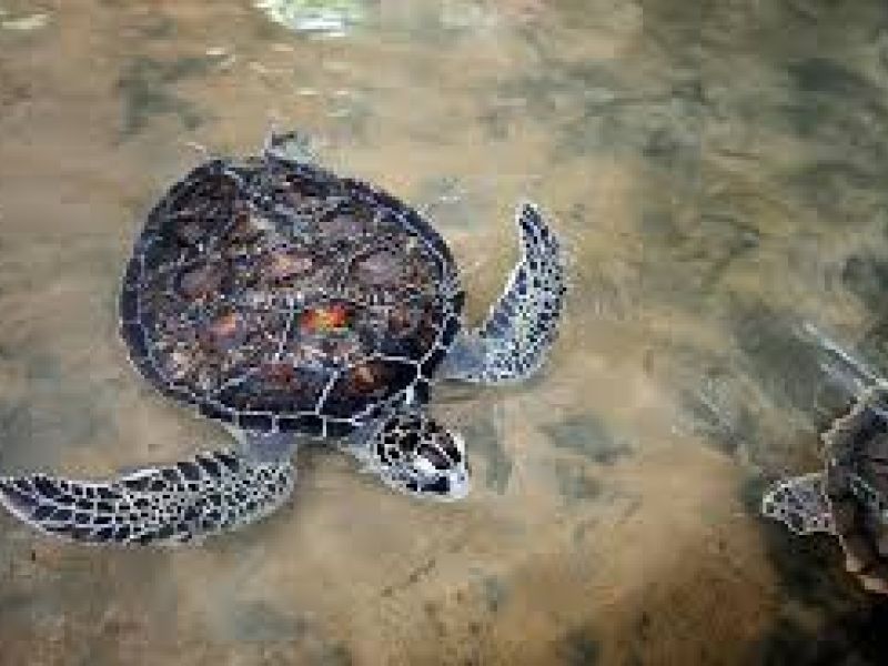 ELEGANT SRI LANKA Türk Hava Yolları ile 6 Gece