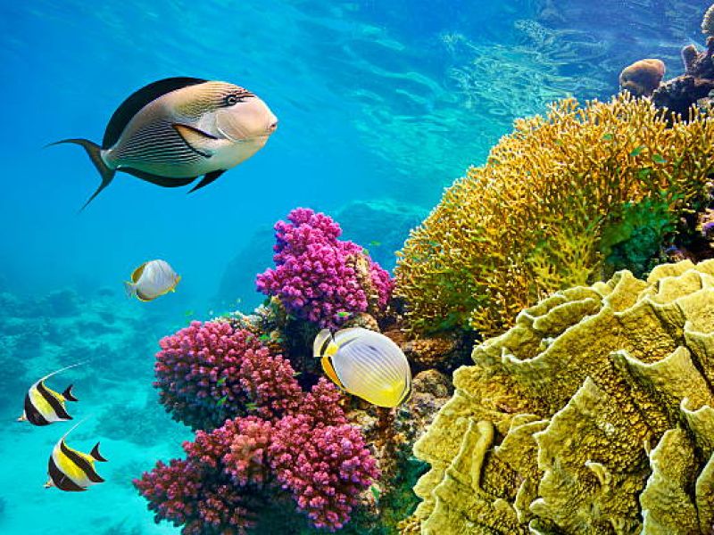 THY ile İstanbul'dan Sharm El Sheikh Turu 4 Gece (367)