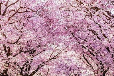 BÜYÜK JAPONYA 2026 TK (HND-KIX)